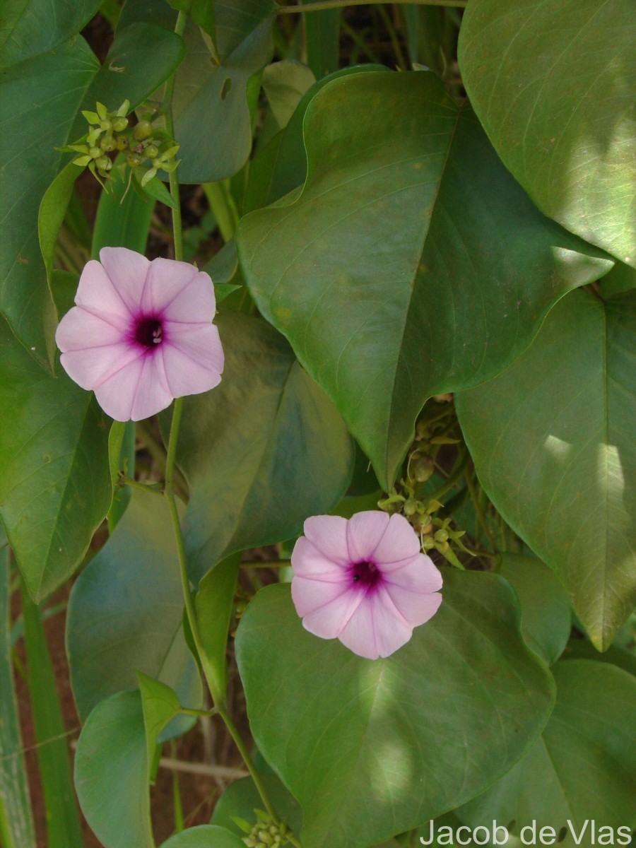 Argyreia kleiniana (Schult.) Raizada